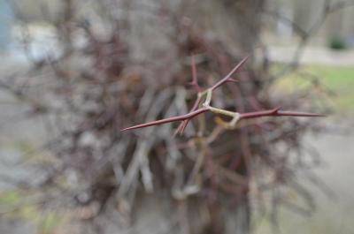 Прикрепленное изображение: DSC_8515.JPG